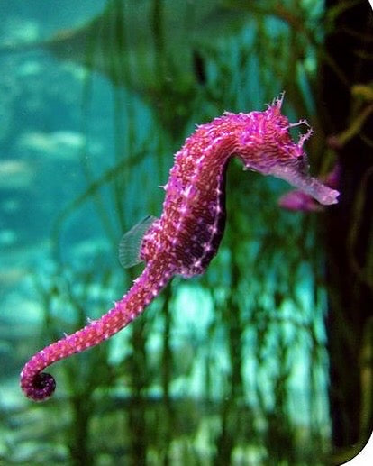 Taurus - Seahorse