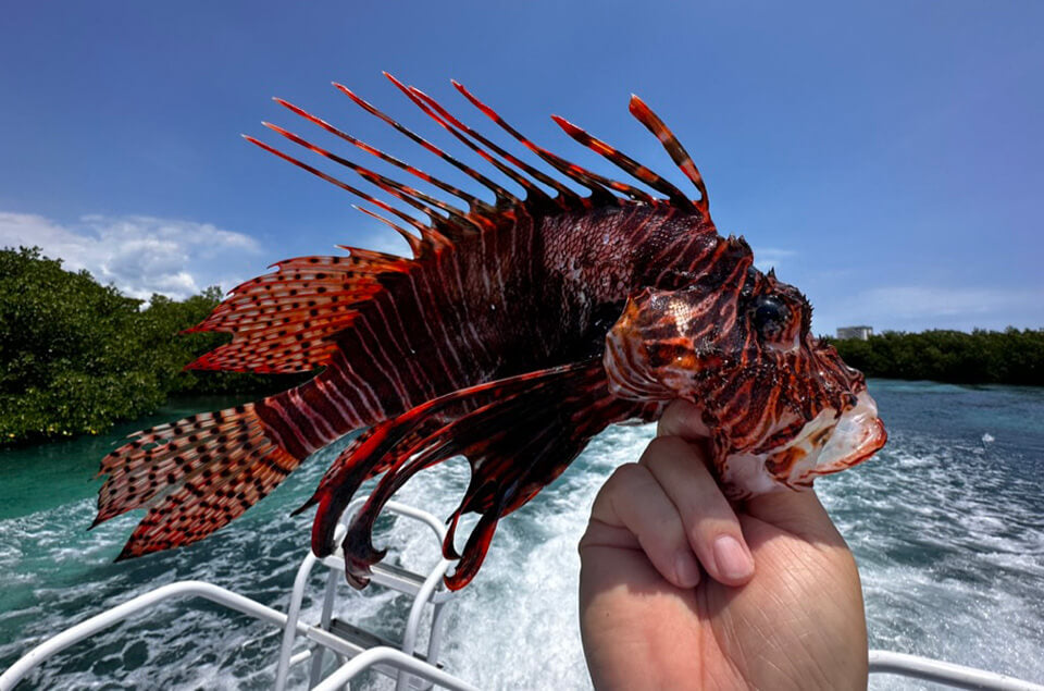 Scorpio - Lionfish