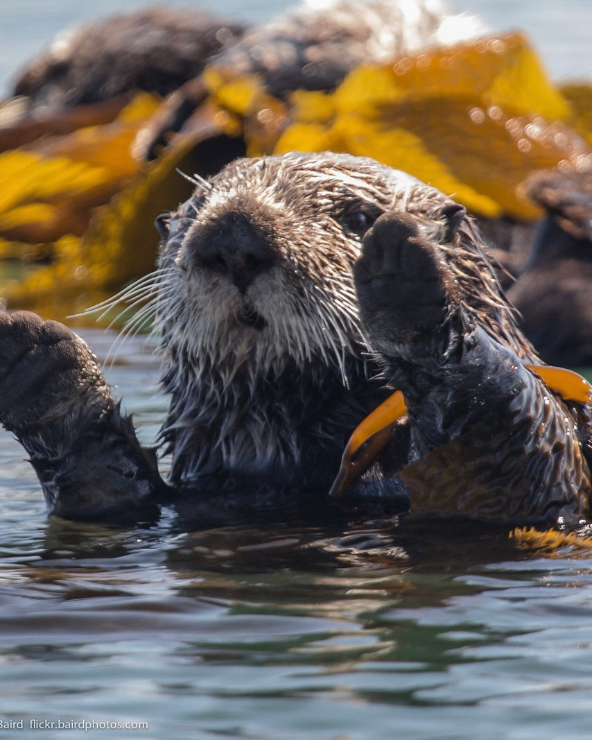 Pisces - Sea Otter