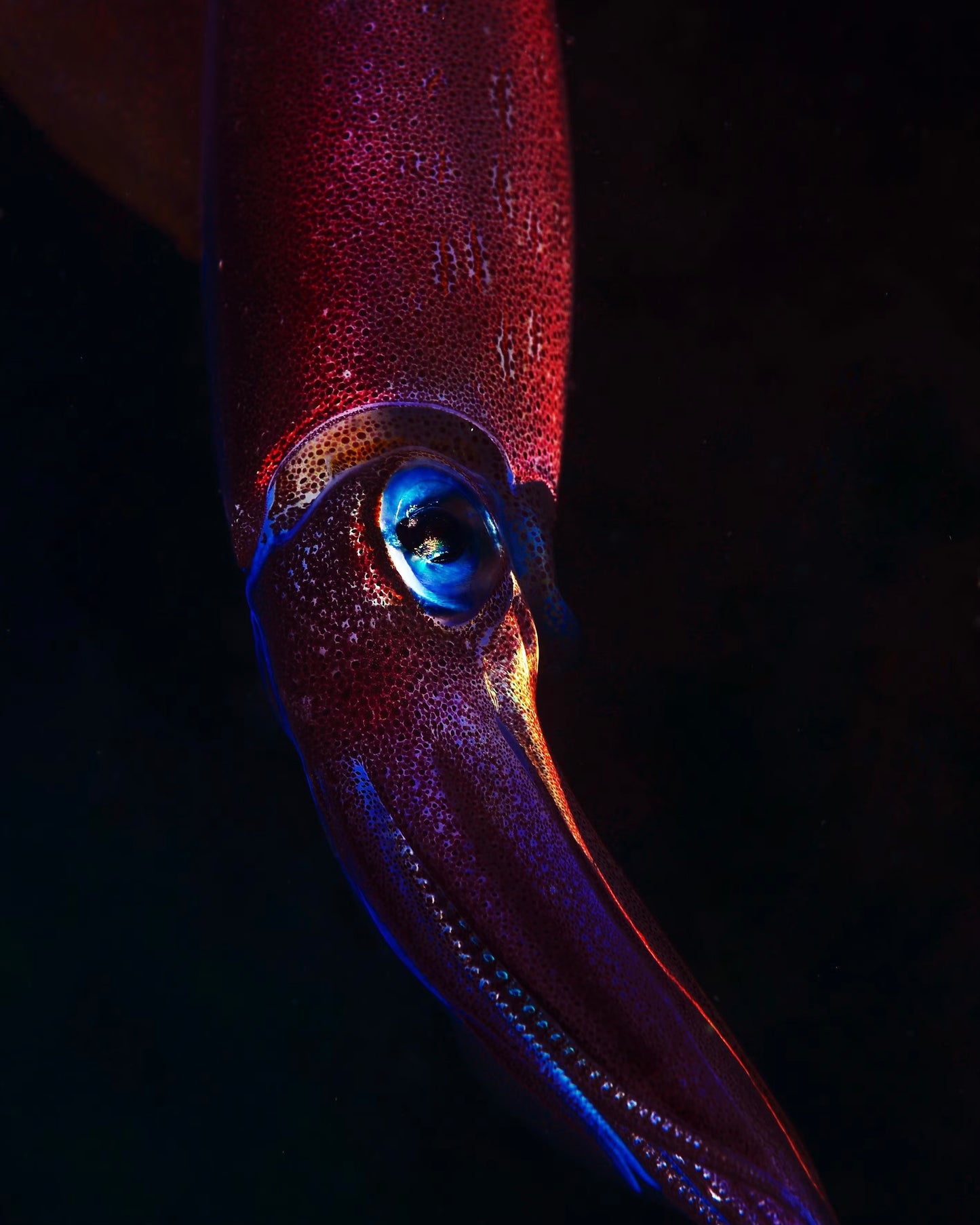 Aquarius - Deep Sea Squid