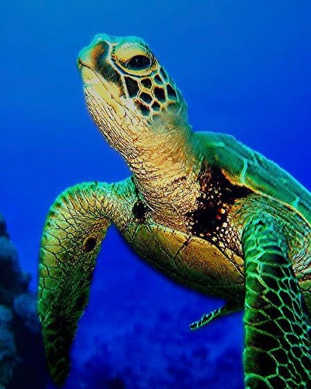 Sagittarius - Sea Turtle