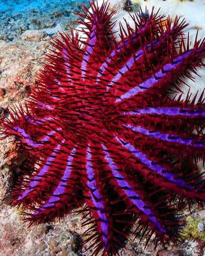 Capricorn - Sea Star