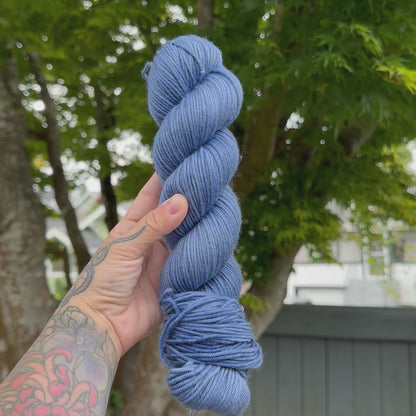 Sail Jellies
